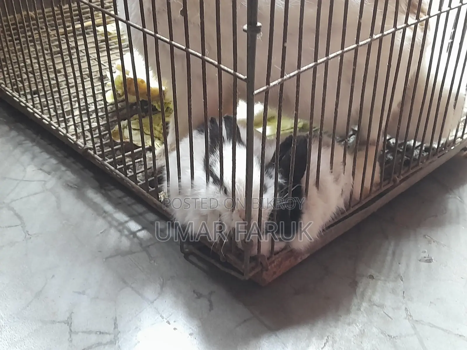 1 Mother and 3 Kittens