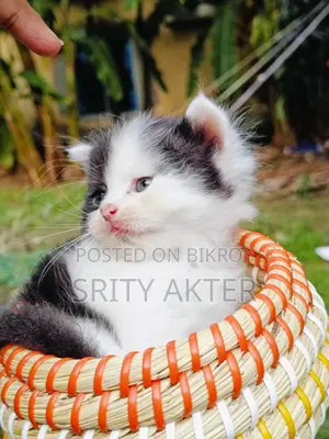 খাঁটি পার্সিয়ান বিড়াল