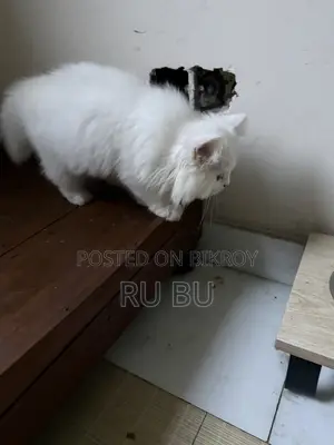 White Cat