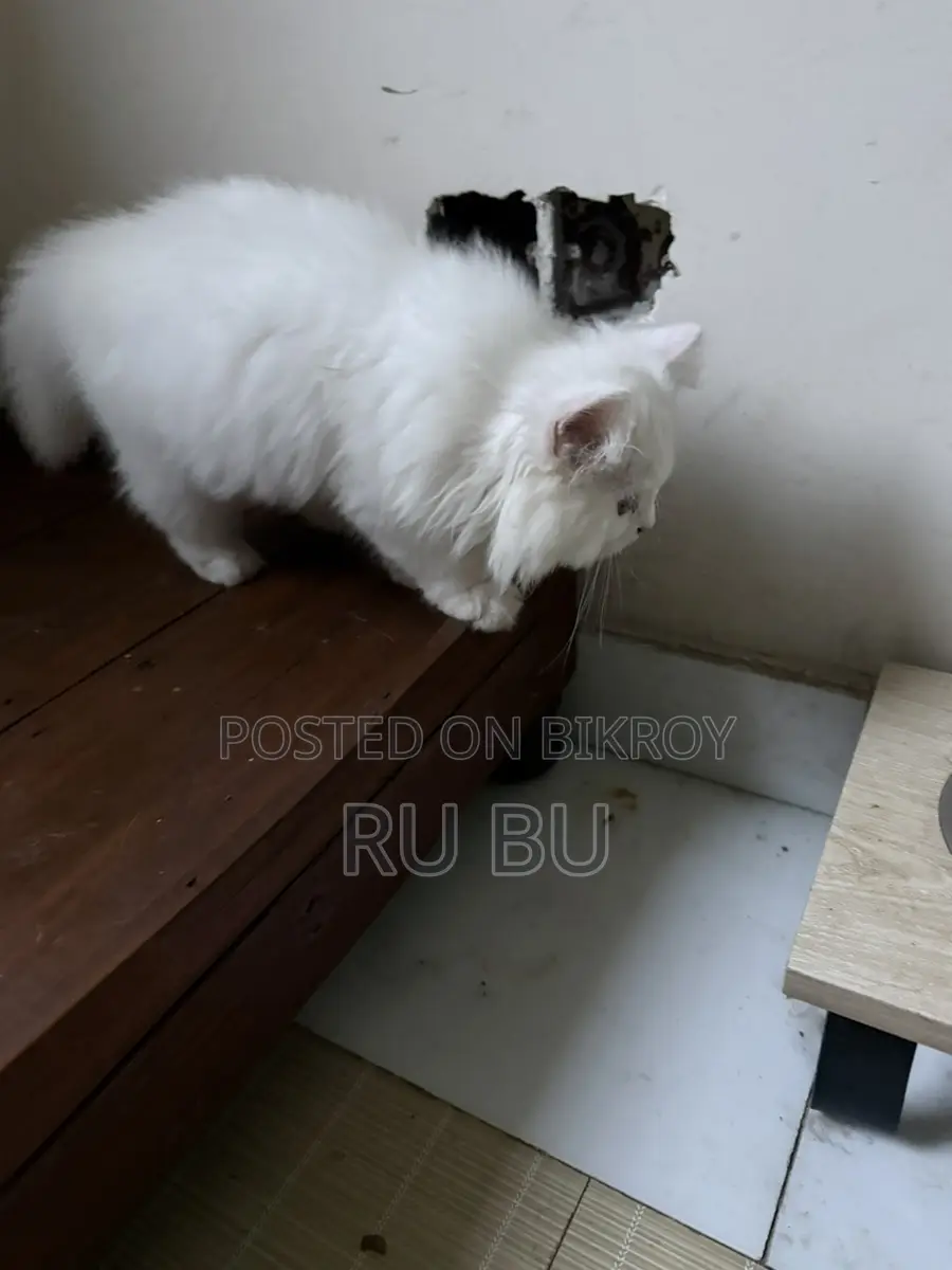 White Cat