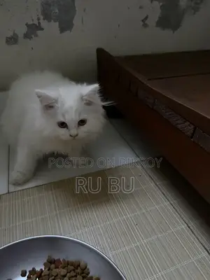 White Cat