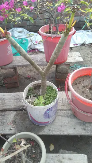 Plumeria Plant