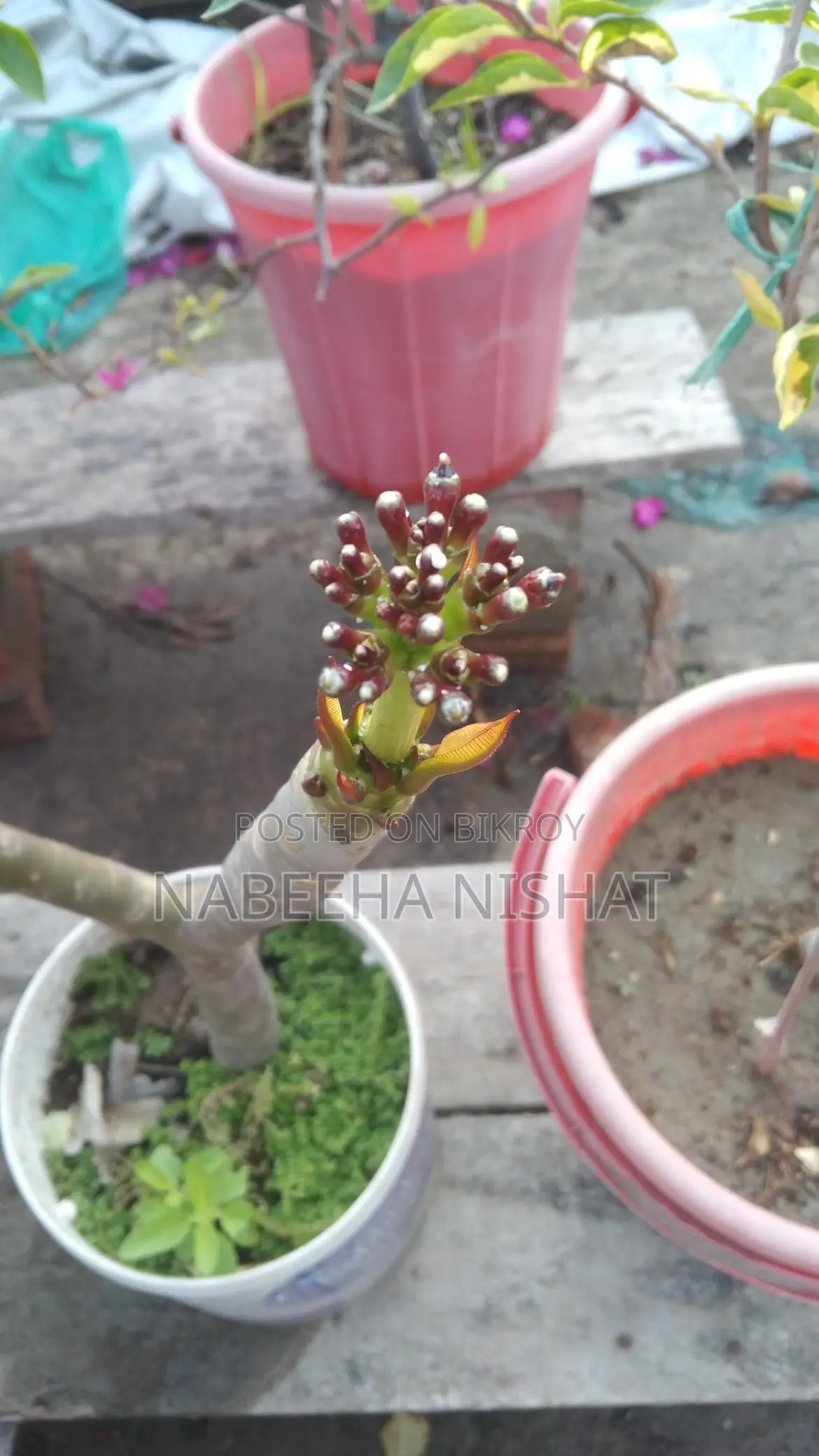 Plumeria Plant