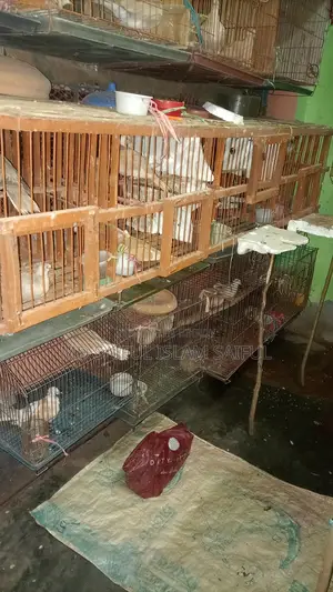 পাখি এবং কবুতরের খাঁচা