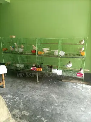 পাখি এবং কবুতরের খাঁচা