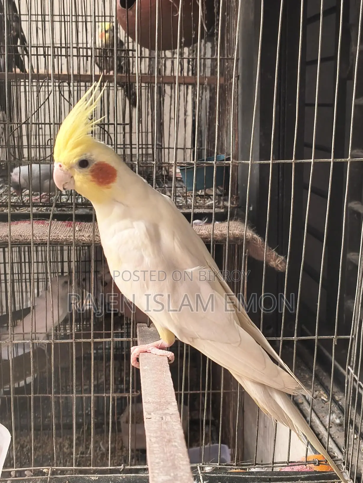 Lutino Cockatiel Bird