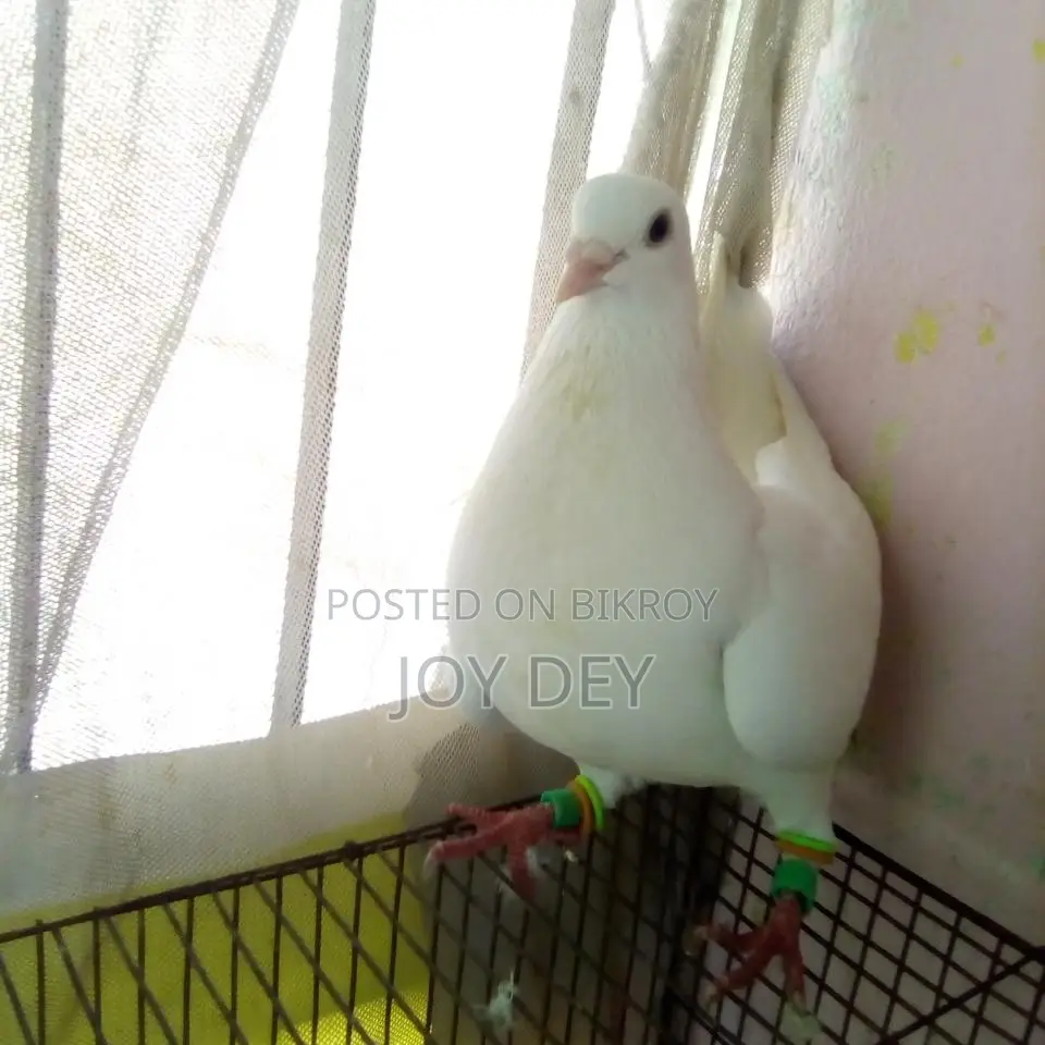 Kakji Pigeon