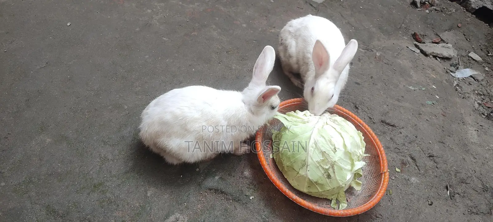 Pair of Active Rabbits