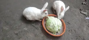 Pair of Active Rabbits