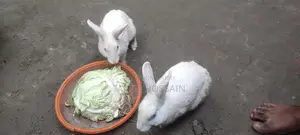 Pair of Active Rabbits