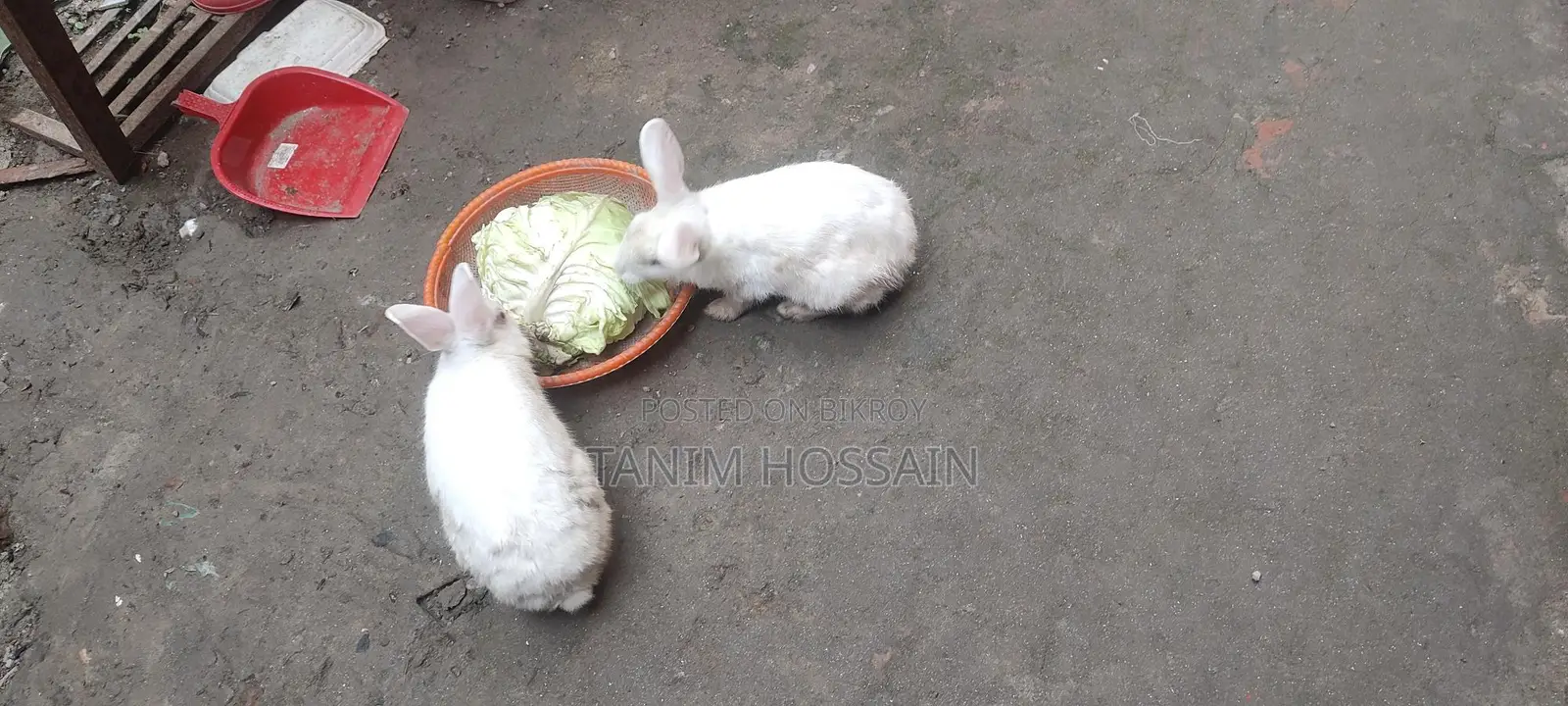 Pair of Active Rabbits