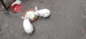 Pair of Active Rabbits