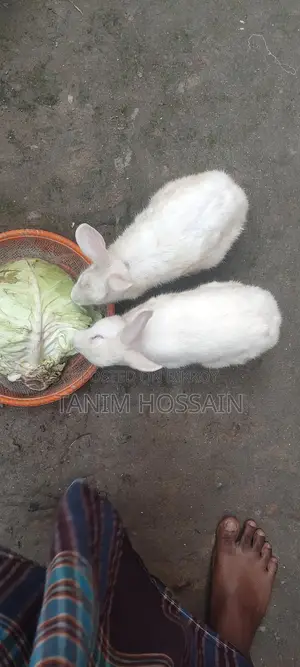 Pair of Active Rabbits