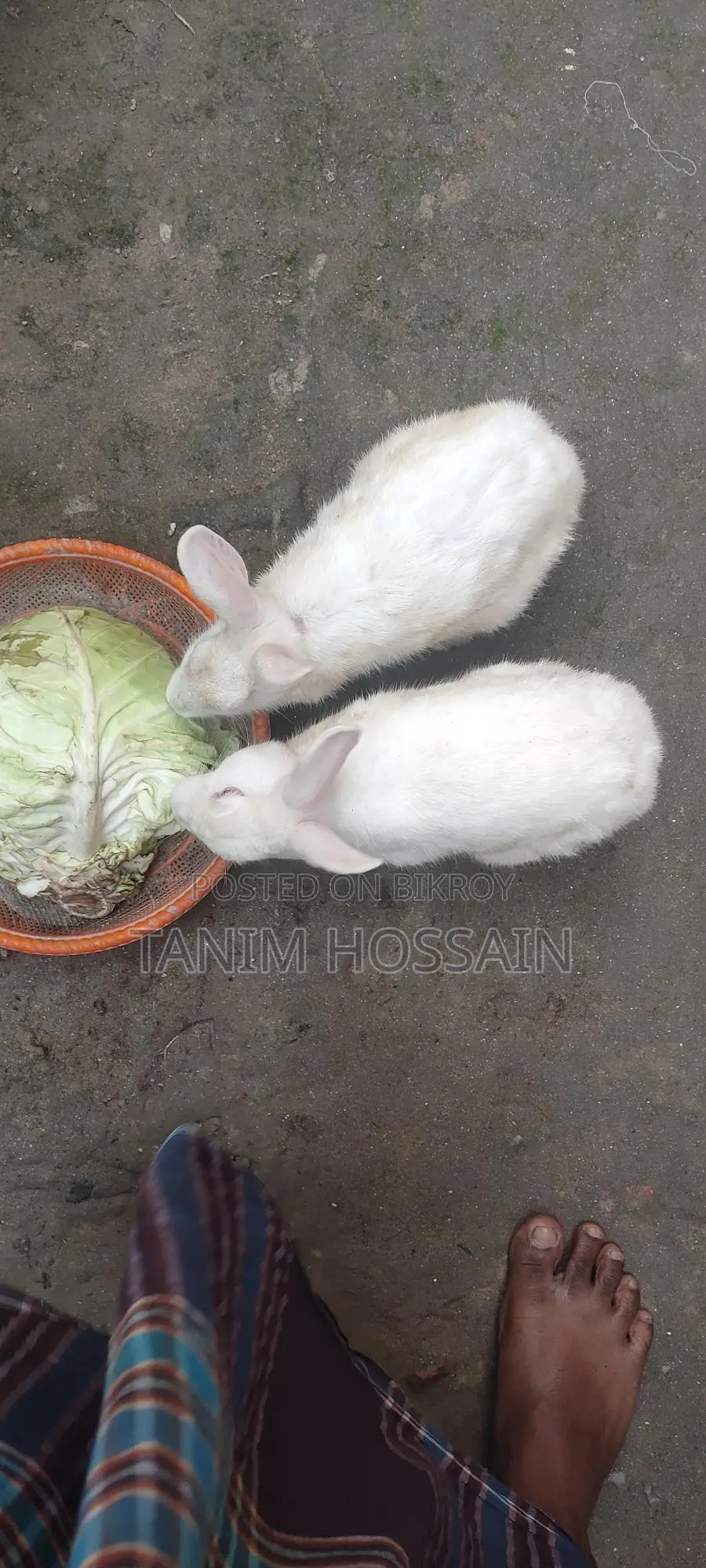Pair of Active Rabbits