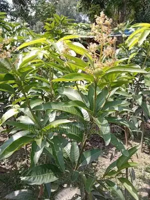 বারোমাসি থাই কাটিমন আম চারা