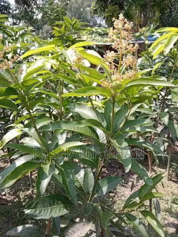 বারোমাসি থাই কাটিমন আম চারা