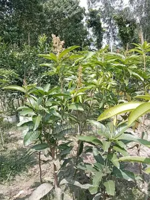 বারোমাসি থাই কাটিমন আম চারা