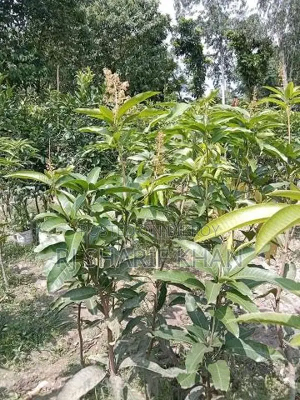 বারোমাসি থাই কাটিমন আম চারা