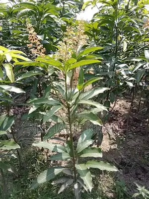 বারোমাসি থাই কাটিমন আম চারা