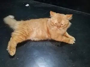 Persian Male Cat