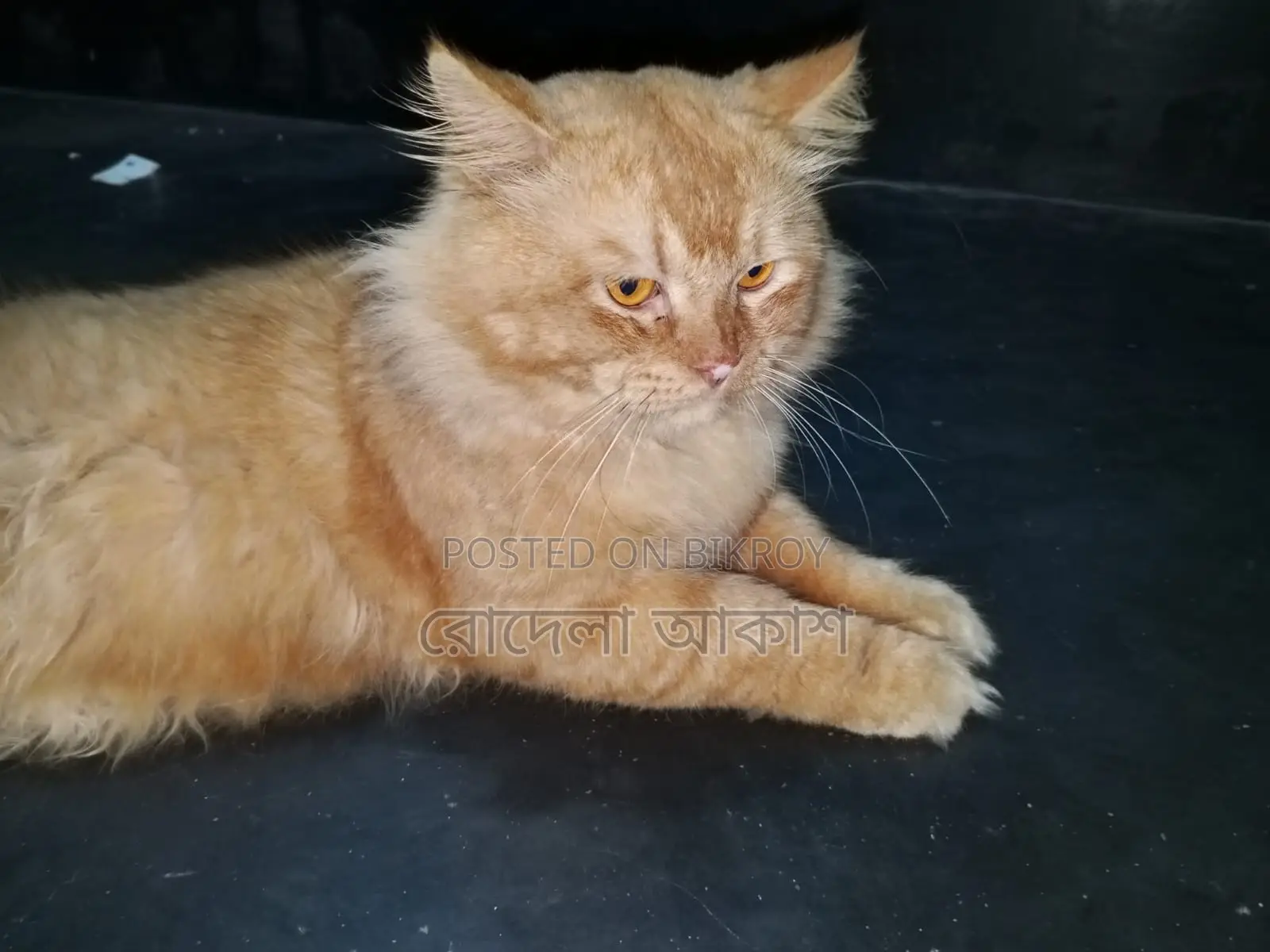 Persian Male Cat