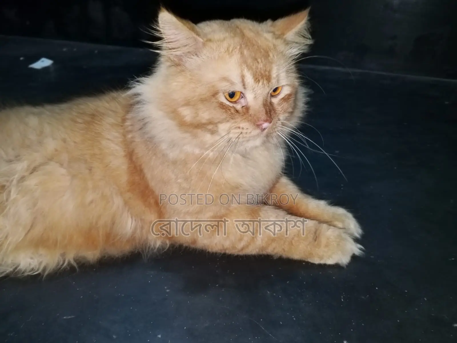 Persian Male Cat