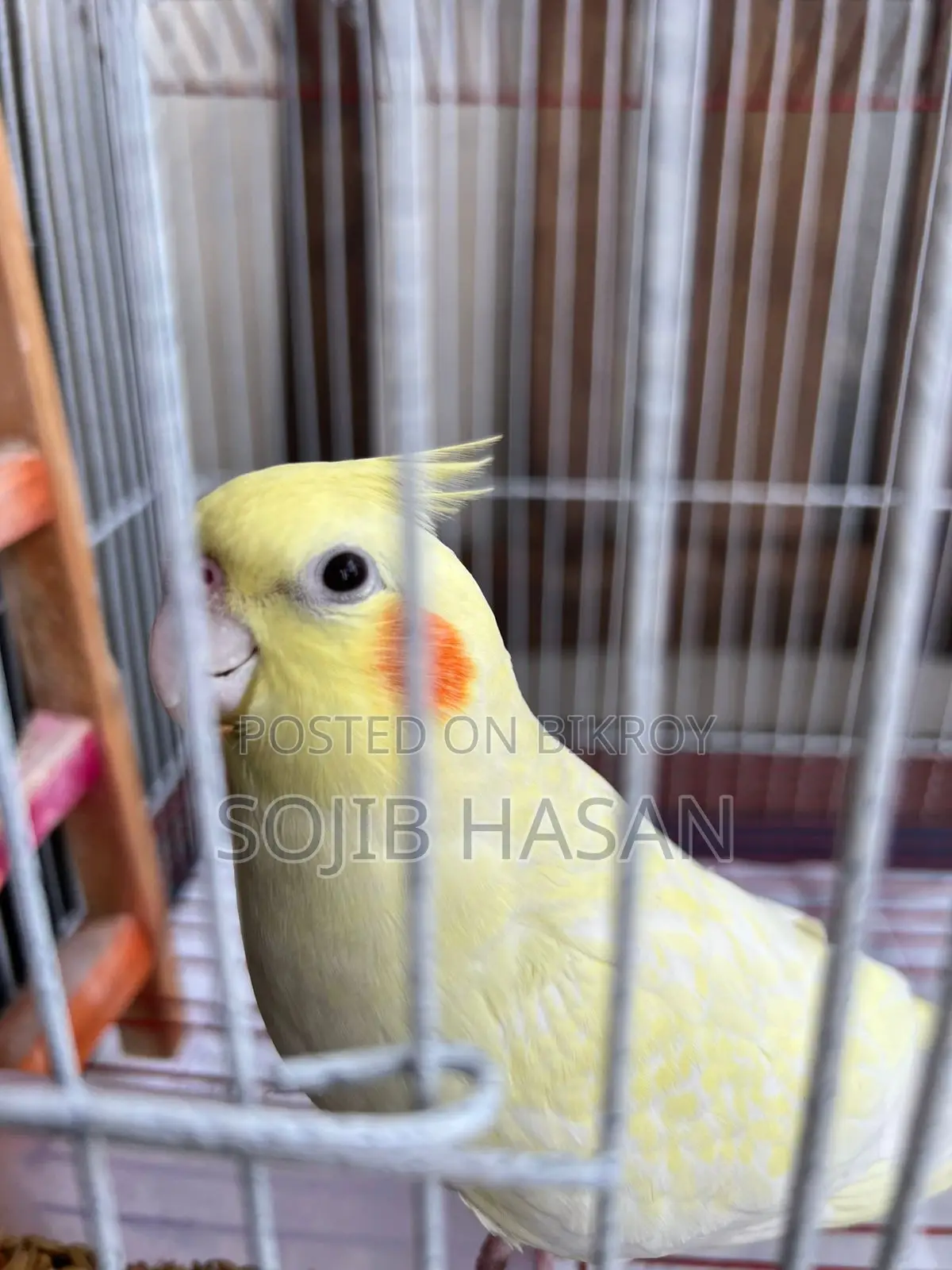 Lutino Female Tame Cockatiel Full Setup