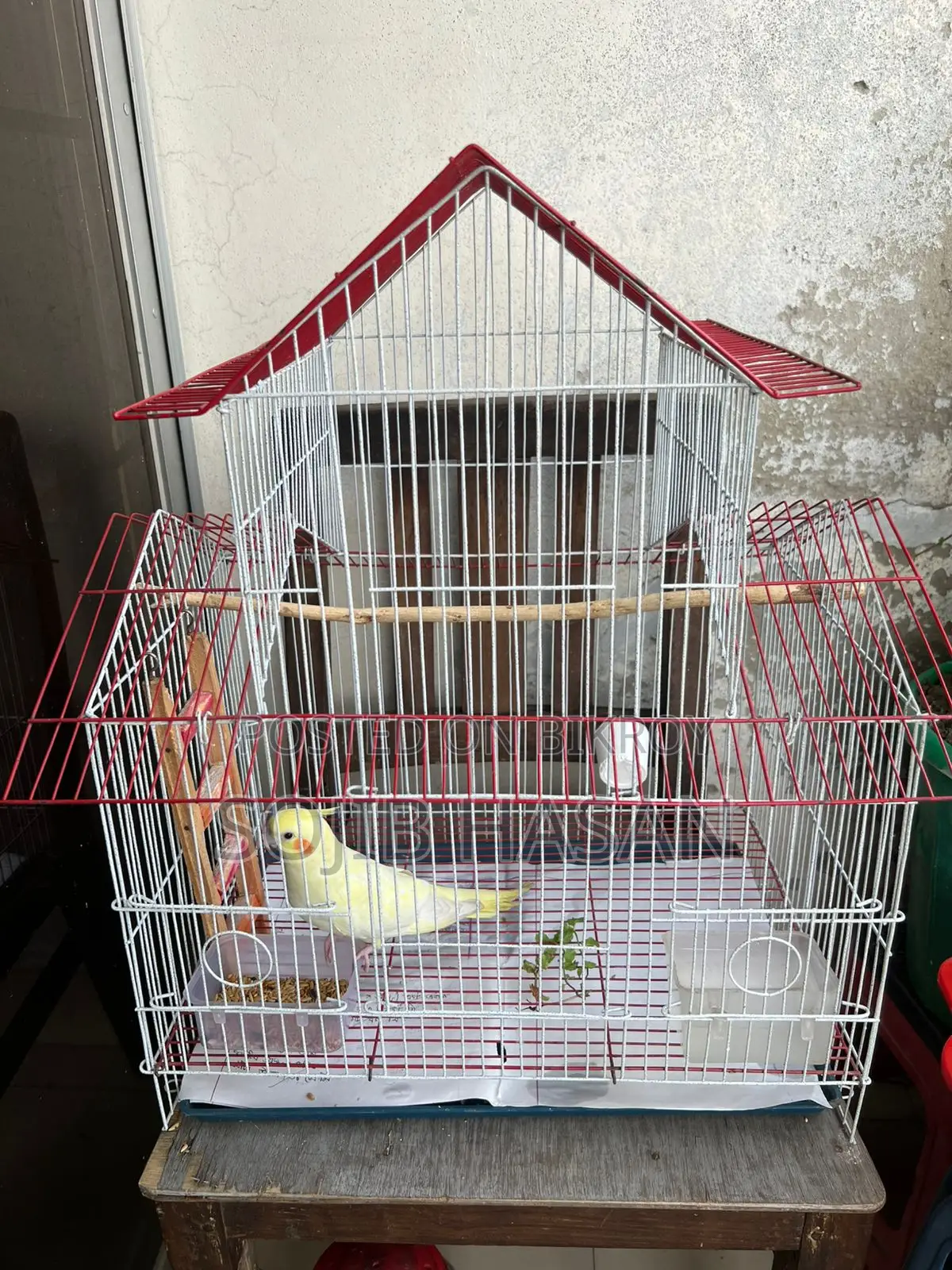 Lutino Female Tame Cockatiel Full Setup