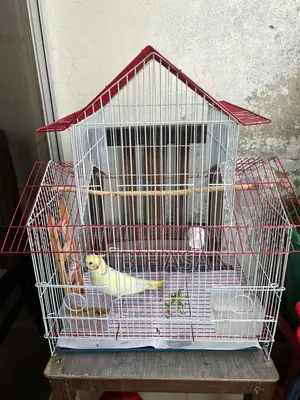 Lutino Female Tame Cockatiel Full Setup