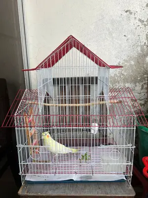 Lutino Female Tame Cockatiel Full Setup