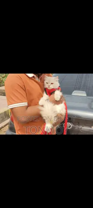 Persian Cat