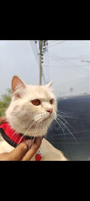 Persian Cat