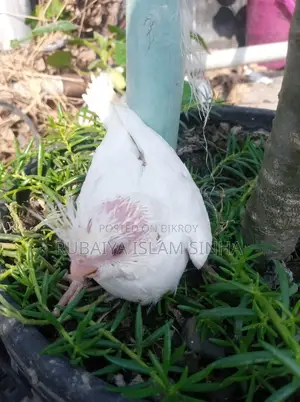 Cockatiel