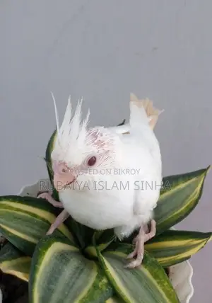 Cockatiel