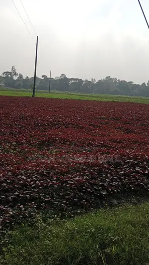 রাস্তার পাশে বড় জমি বিক্রি