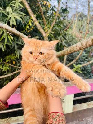 Traditional Persian Cat