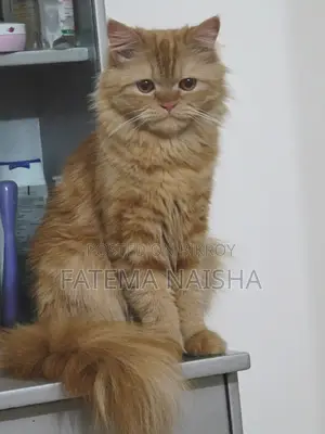 Traditional Persian Cat