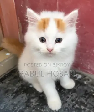 45-Day-Old Persian Kittens
