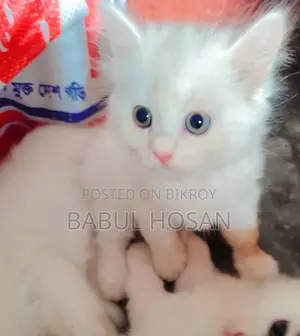 45-Day-Old Persian Kittens