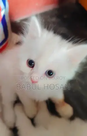 45-Day-Old Persian Kittens