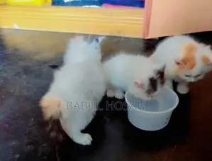 45-Day-Old Persian Kittens