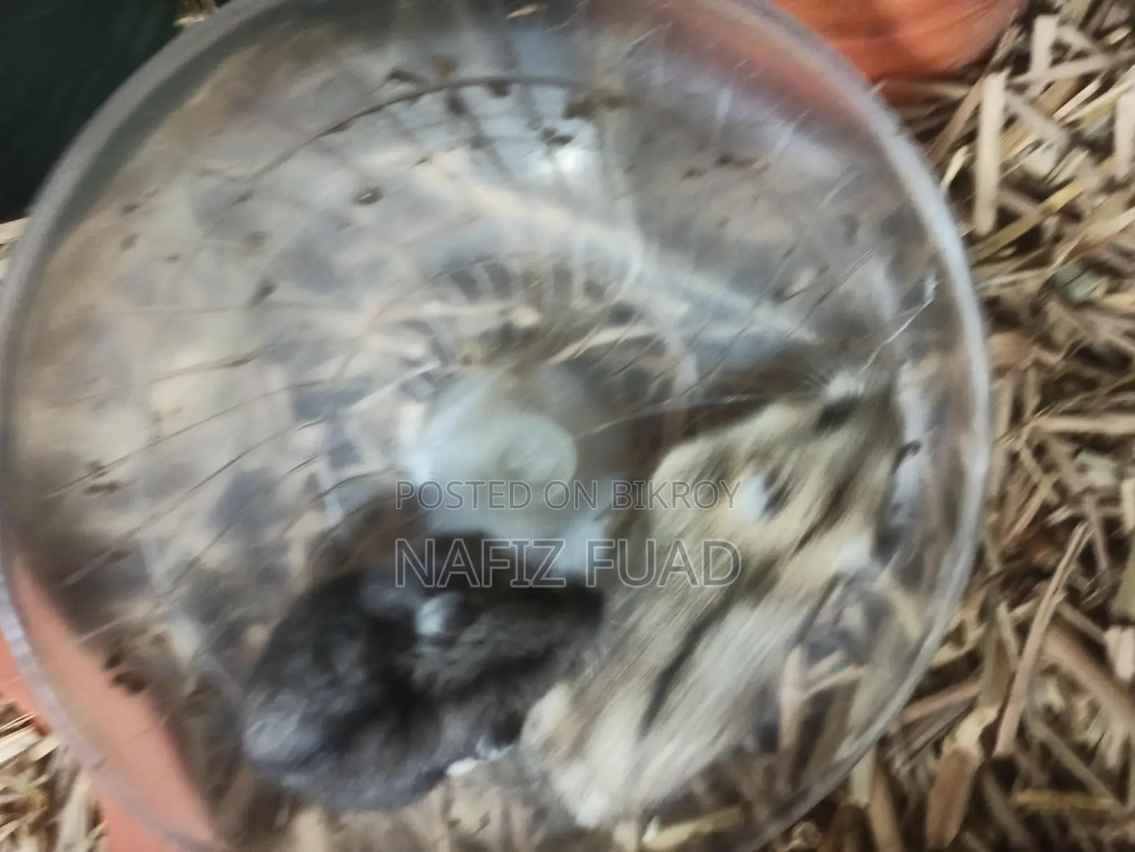 1 Pice Russian Dwarf Hamster