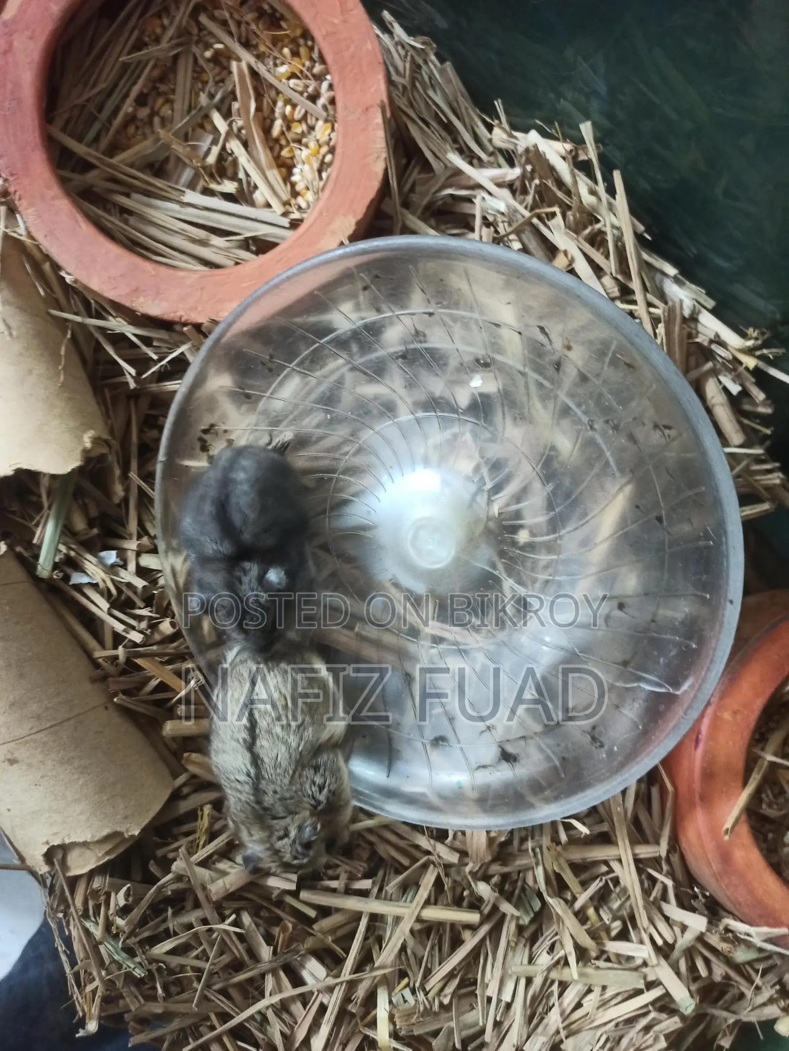 1 Pice Russian Dwarf Hamster