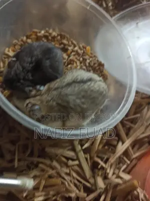 1 Pice Russian Dwarf Hamster
