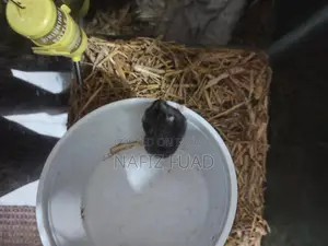 1 Pice Russian Dwarf Hamster