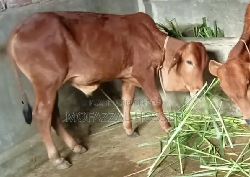 বিশেষ সুযোগ: ৪টি উন্নত জাতের সাহিয়াল ক্রসের গরু একসাথে বিক্রয়