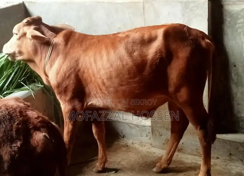 বিশেষ সুযোগ: ৪টি উন্নত জাতের সাহিয়াল ক্রসের গরু একসাথে বিক্রয়
