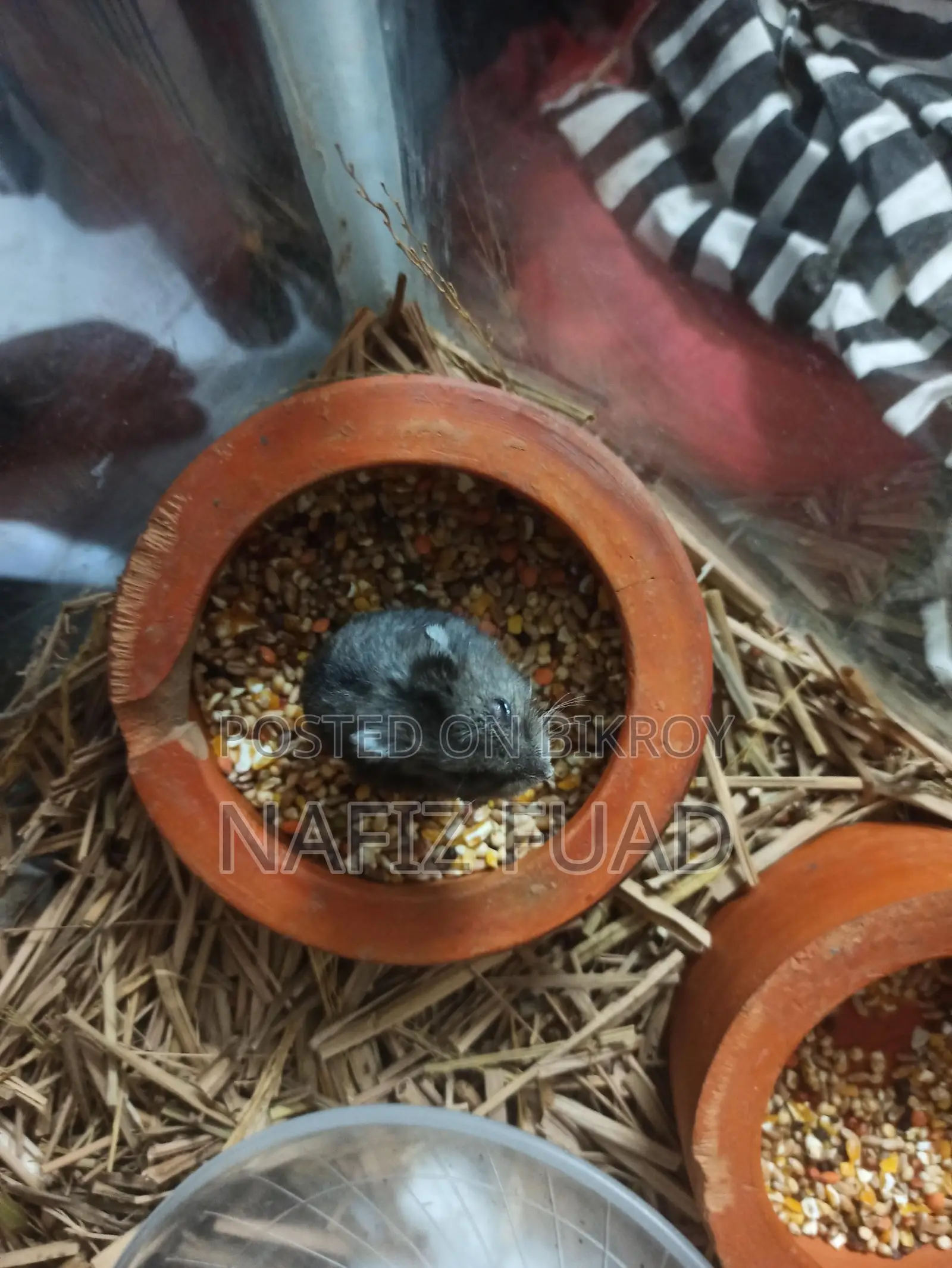 1 Pice Russian Dwarf Hamster