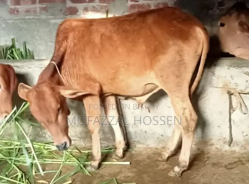 বিশেষ সুযোগ: ৪টি উন্নত জাতের সাহিয়াল ক্রসের গরু একসাথে বিক্রয়