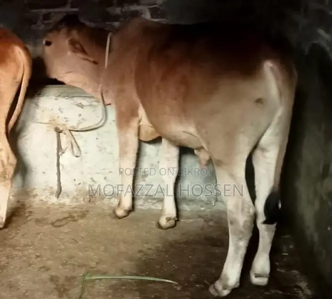 বিশেষ সুযোগ: ৪টি উন্নত জাতের সাহিয়াল ক্রসের গরু একসাথে বিক্রয়